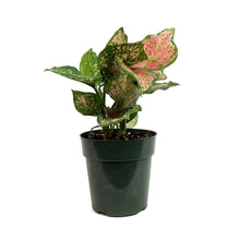 Load image into Gallery viewer, Aglaonema, 6in, Pink Valentine
