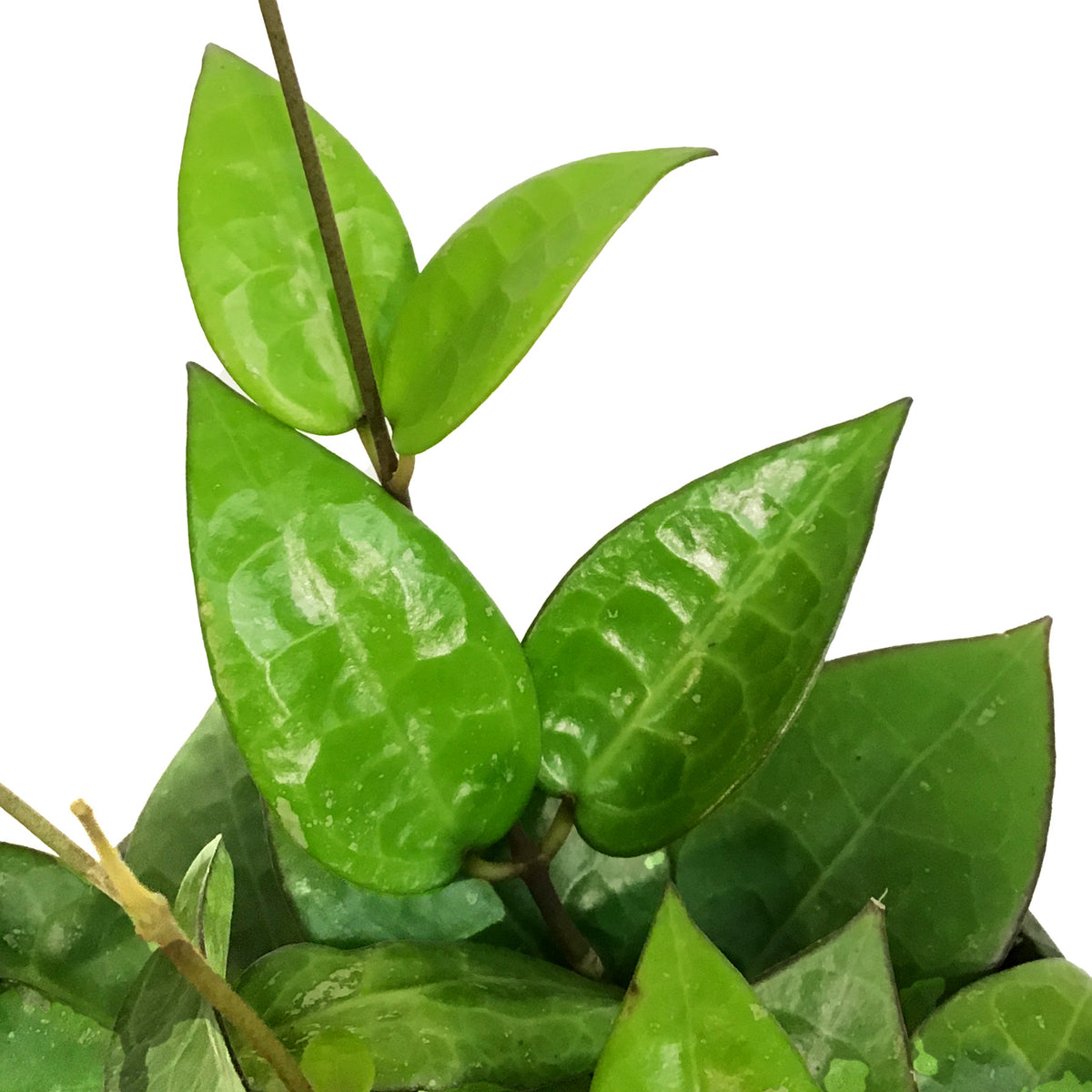 Hoya, 6in, Verticillata (Black Margin)