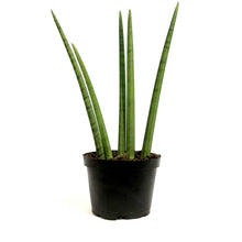 Load image into Gallery viewer, Sansevieria, 6in, Cylindrica
