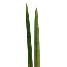 Load image into Gallery viewer, Sansevieria, 6in, Cylindrica

