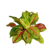 Load image into Gallery viewer, Aglaonema, 8in, Golden Fluorite
