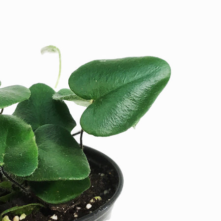 Fern, 3.5in, Heart