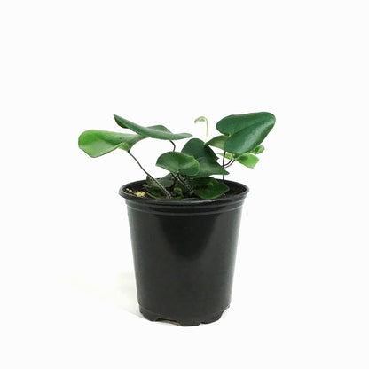 Fern, 3.5in, Heart