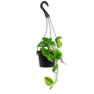 Pothos, 6in HB, Emerald