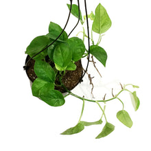 Load image into Gallery viewer, Pothos, 6in HB, Emerald

