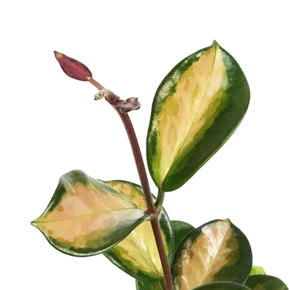 Hoya, 6in, Australis Lisa