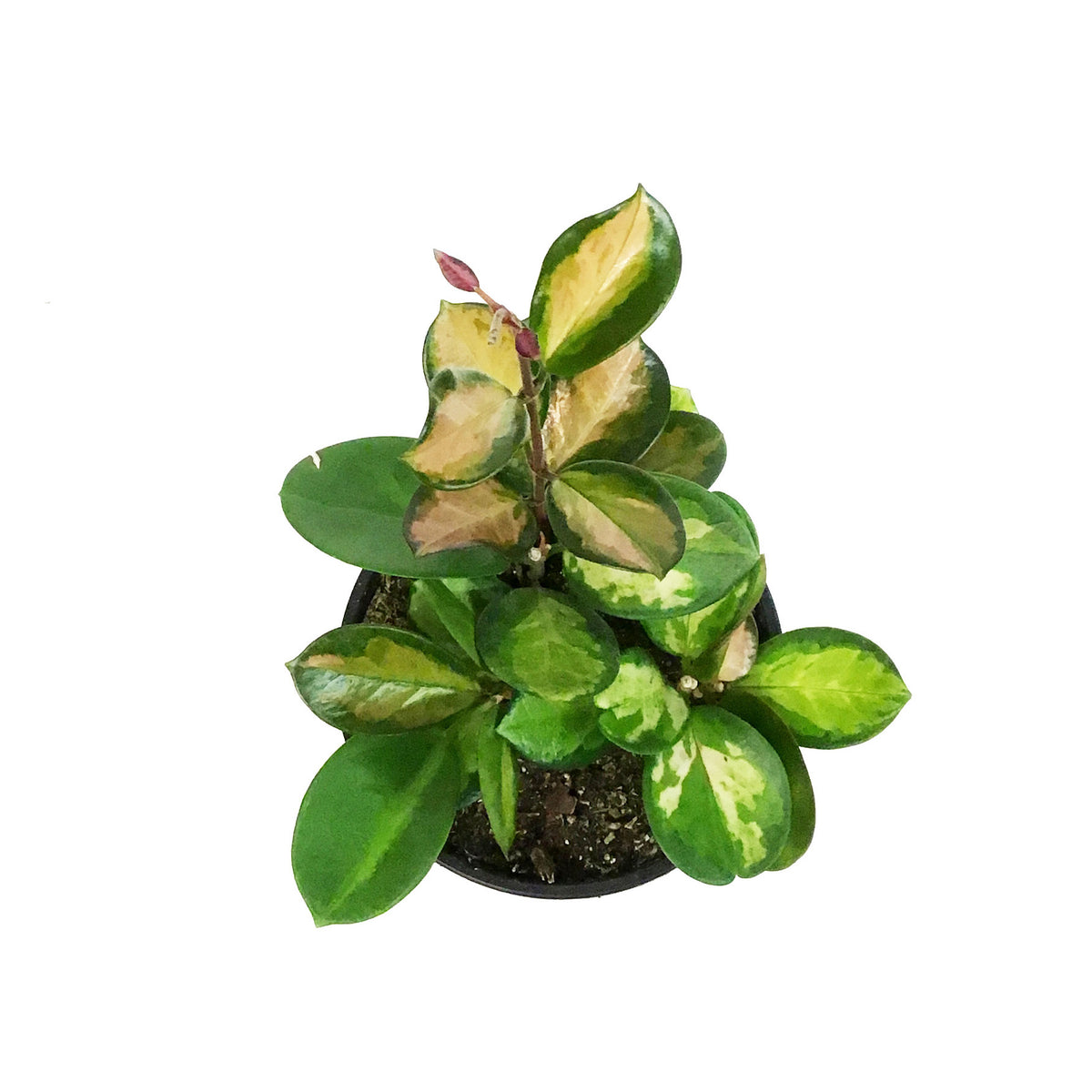 Hoya, 6in, Australis Lisa