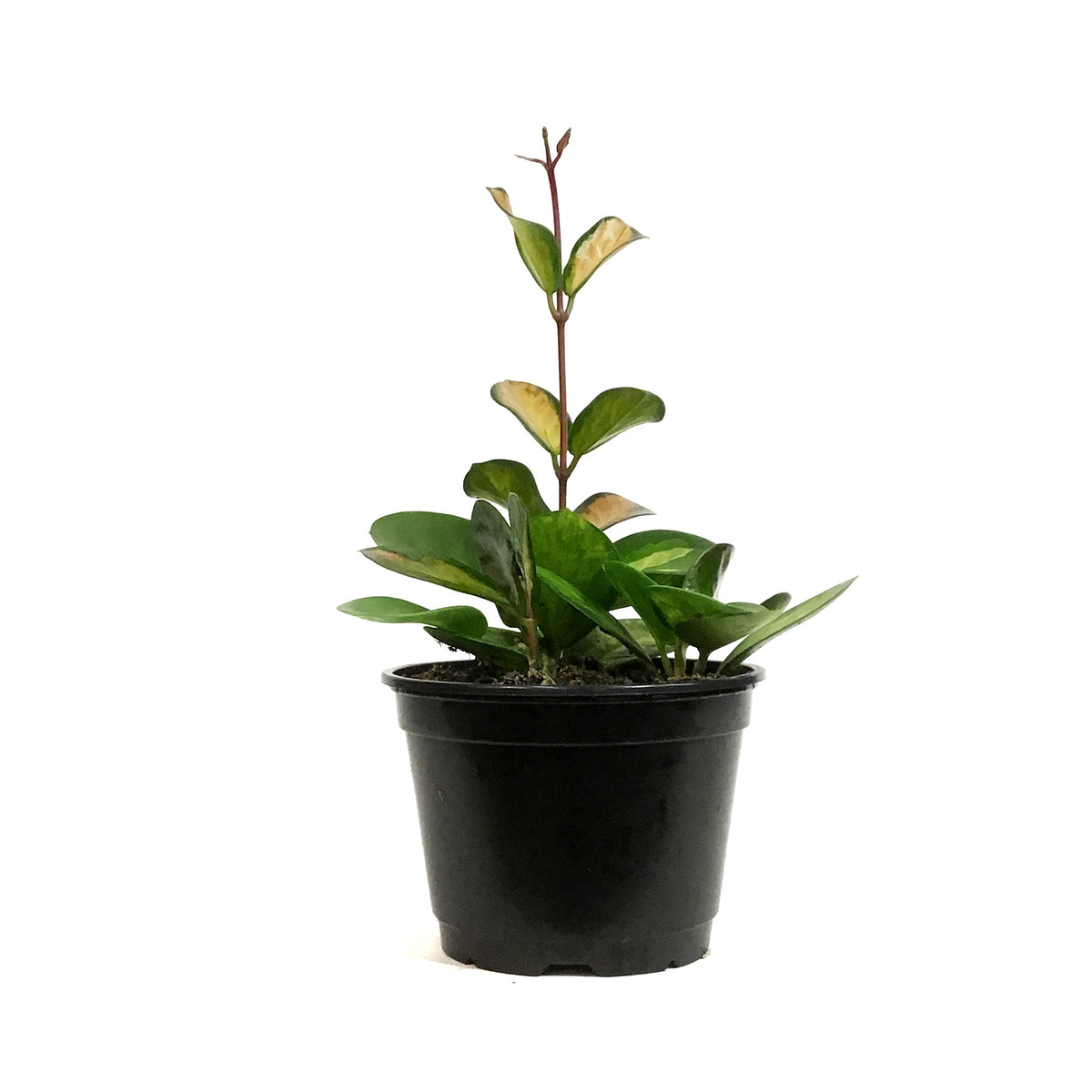 Hoya, 6in, Australis Lisa