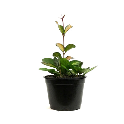 Hoya, 6in, Australis Lisa