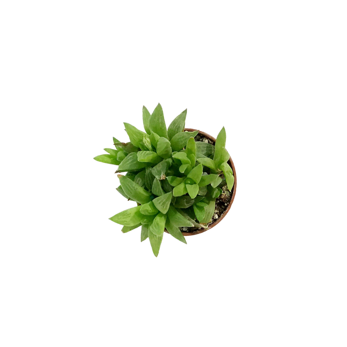 Haworthia, 2in, Turgida