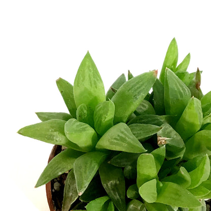 Haworthia, 2in, Turgida