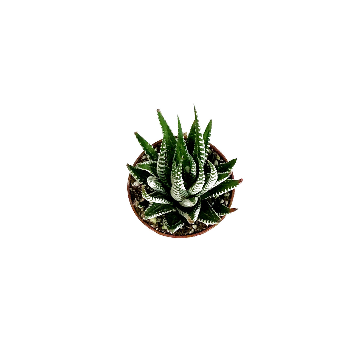 Haworthia, 2in, Attenuata