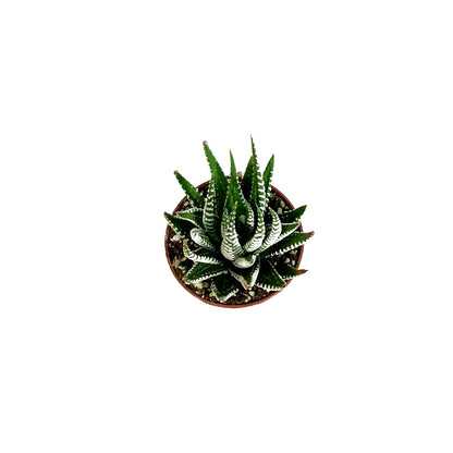 Haworthia, 2in, Attenuata