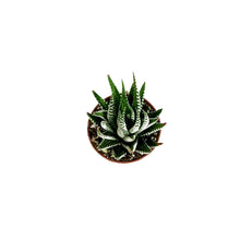 Load image into Gallery viewer, Haworthia, 2in, Attenuata
