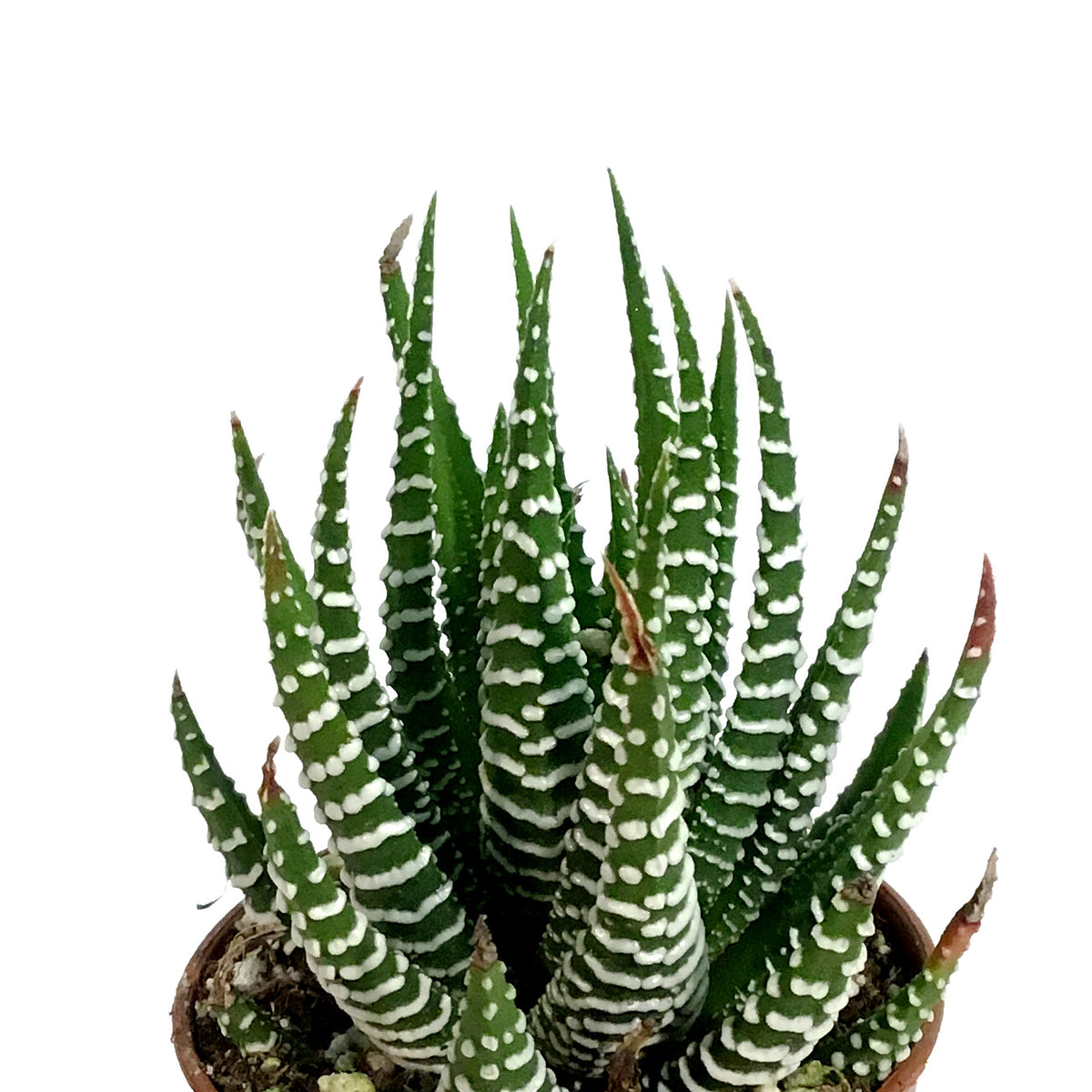 Haworthia, 2in, Attenuata