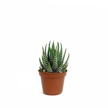 Load image into Gallery viewer, Haworthia, 2in, Attenuata

