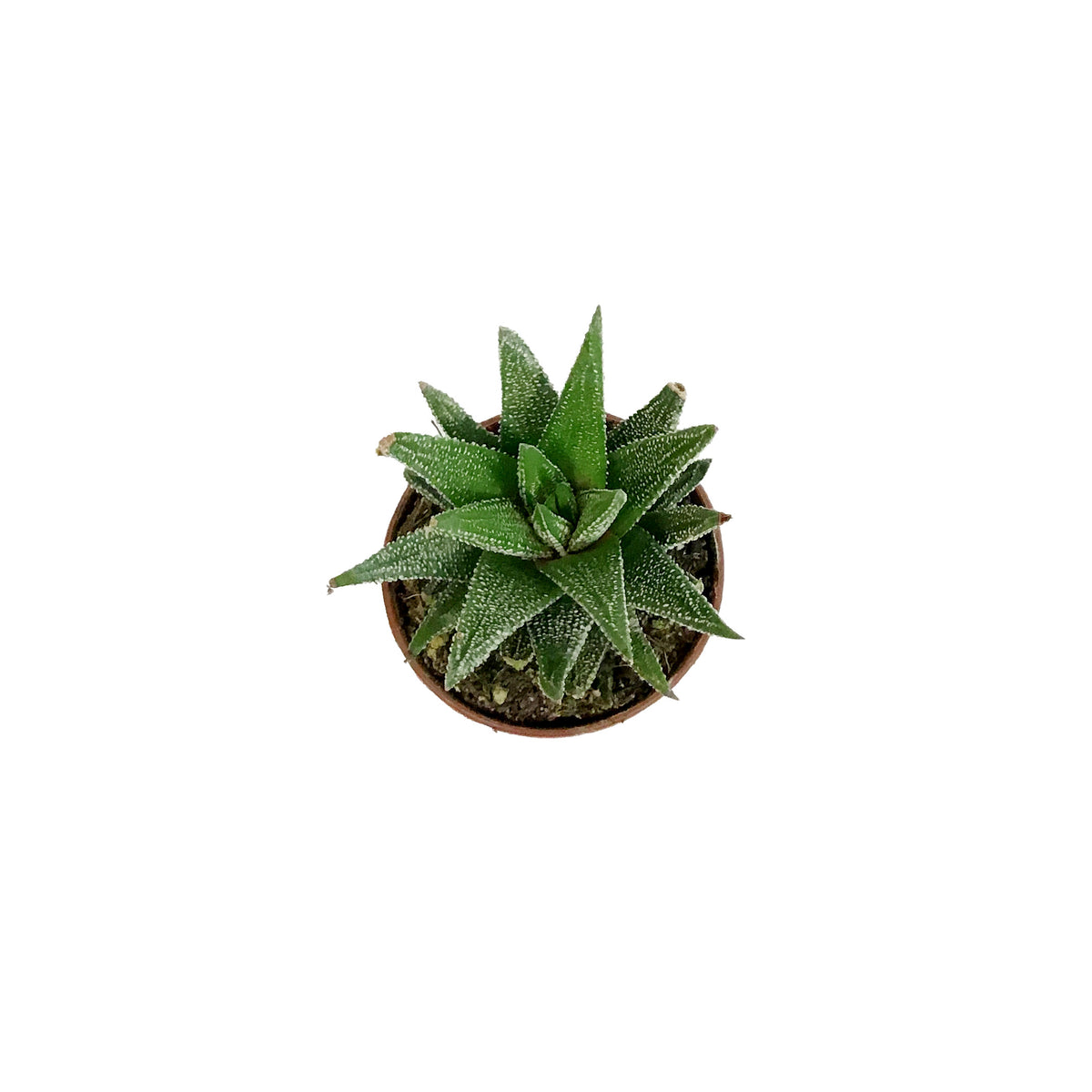 Haworthia, 2in, Coarctata