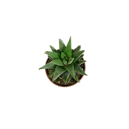 Haworthia, 2in, Coarctata