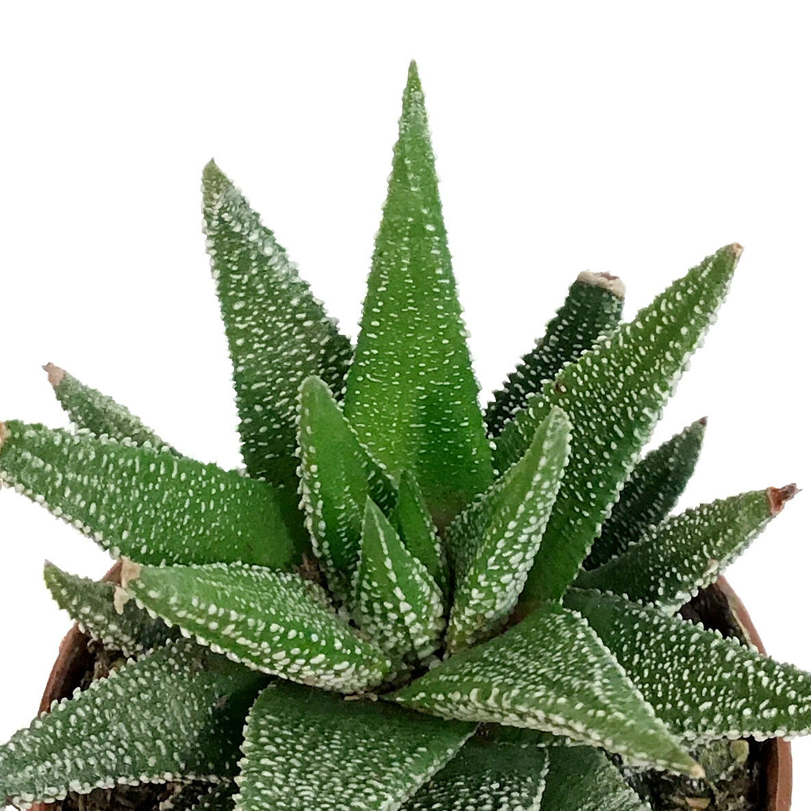 Haworthia, 2in, Coarctata