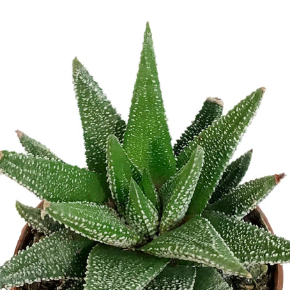 Haworthia, 2in, Coarctata