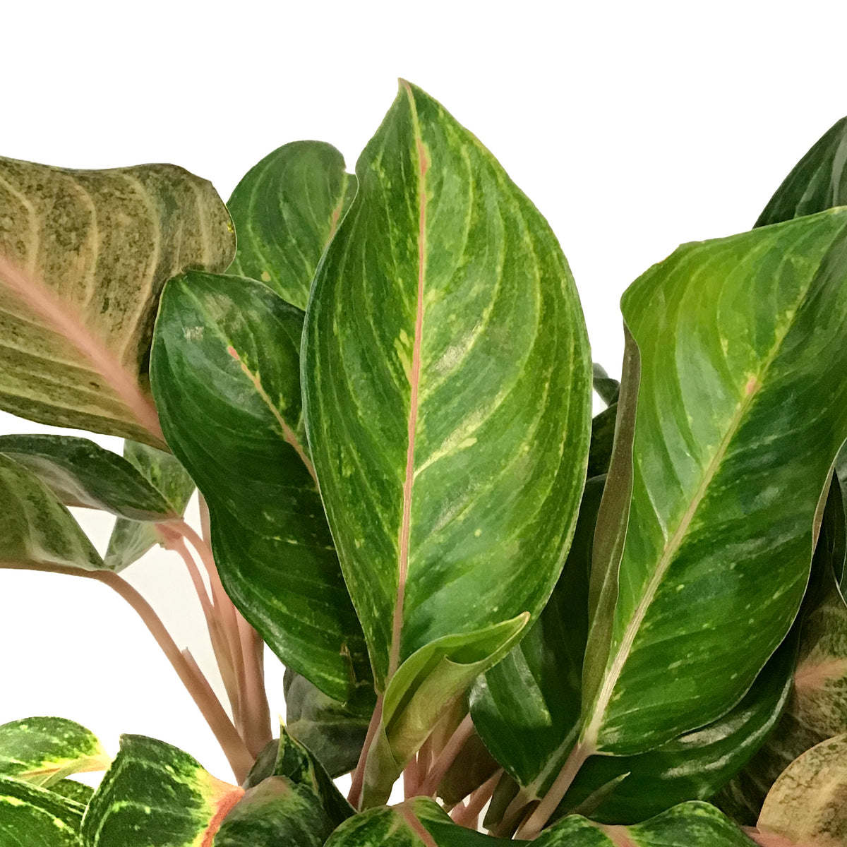 Aglaonema, 8in, Red Emerald