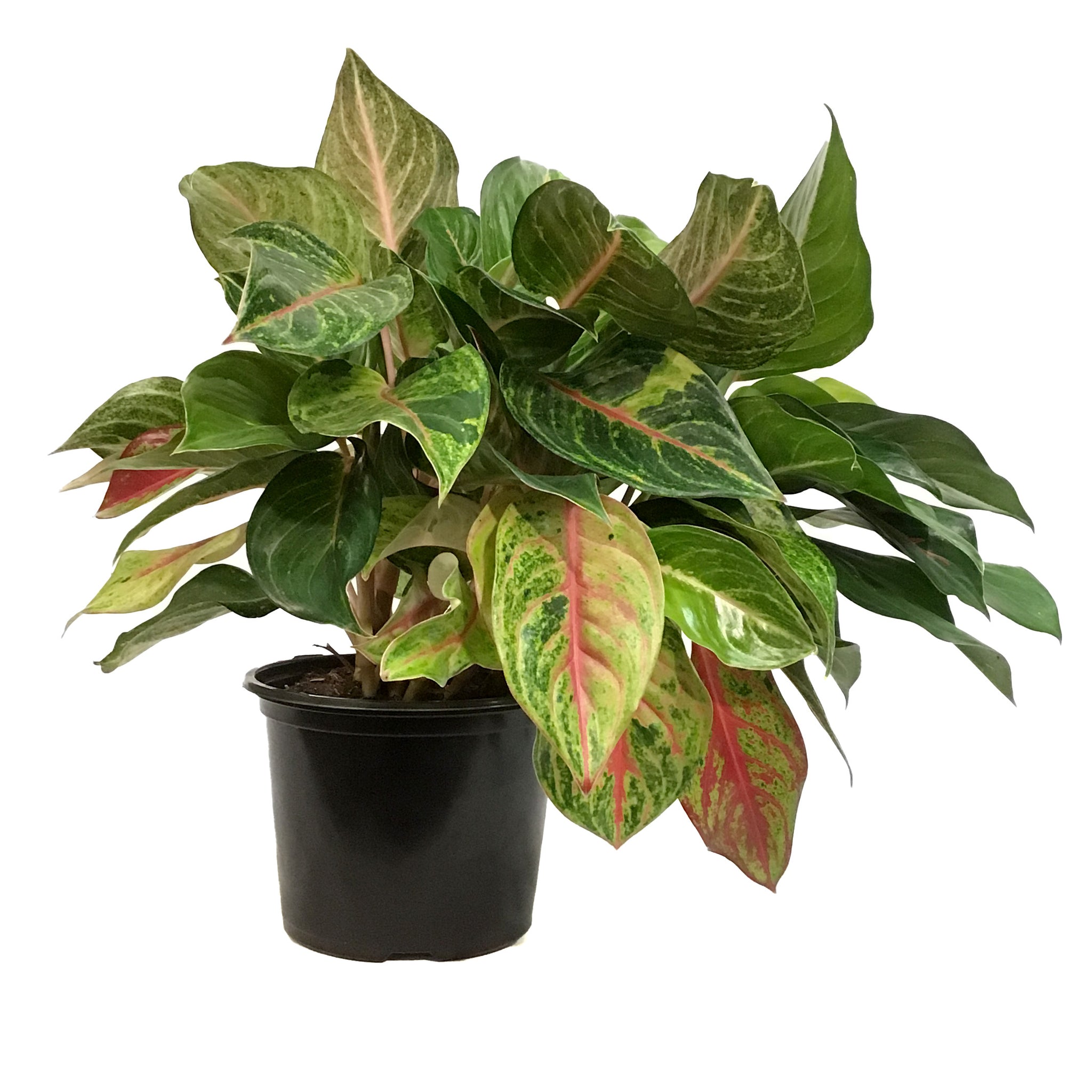 aglaonema red emerald Aglaonema, 8in, Red Emerald – Floral Acres Greenhouse & Garden Centre