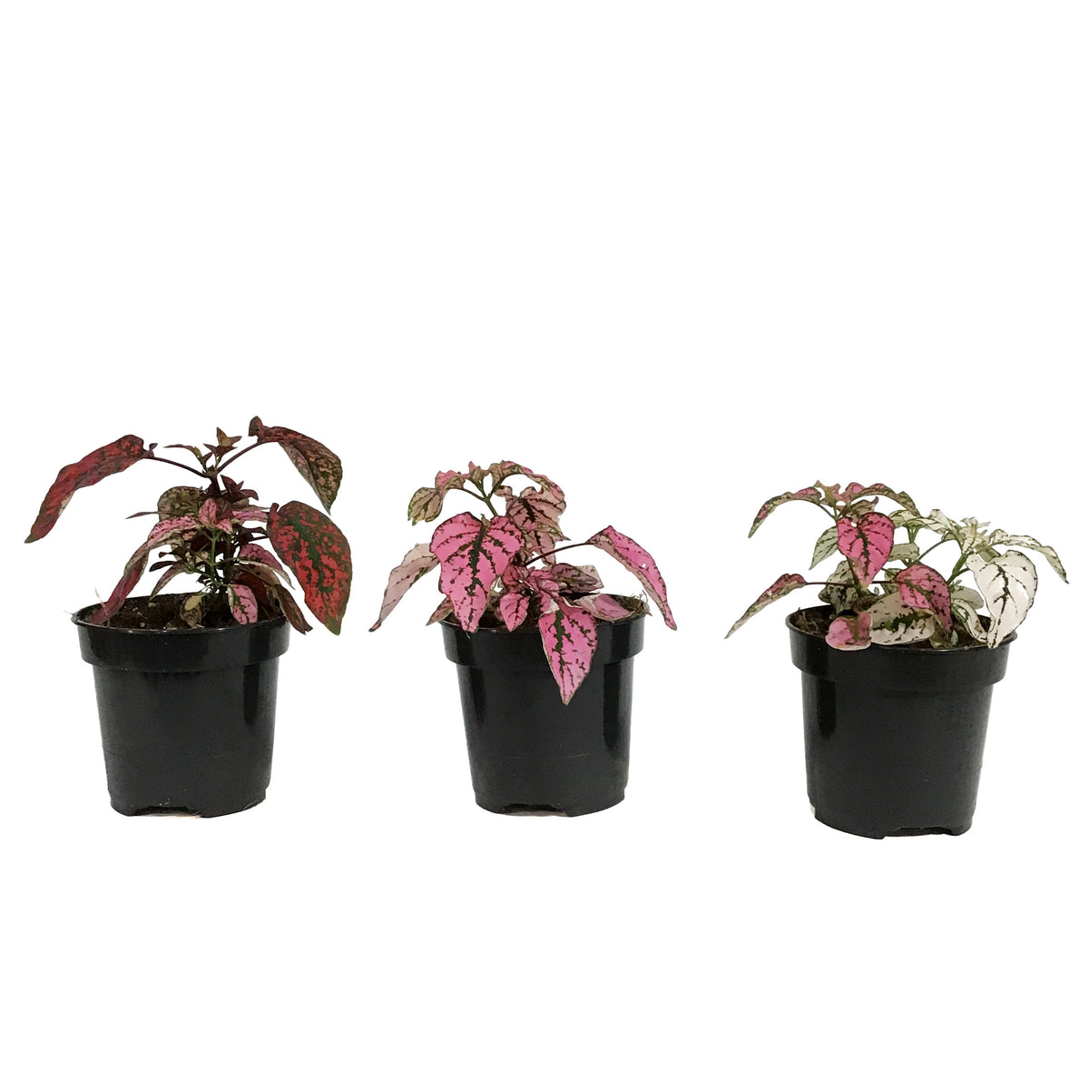 Hypoestes, 4in, Polka Dot Plant