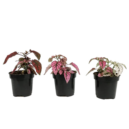 Hypoestes, 4in, Polka Dot Plant