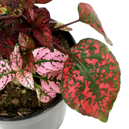 Hypoestes, 4in, Polka Dot Plant