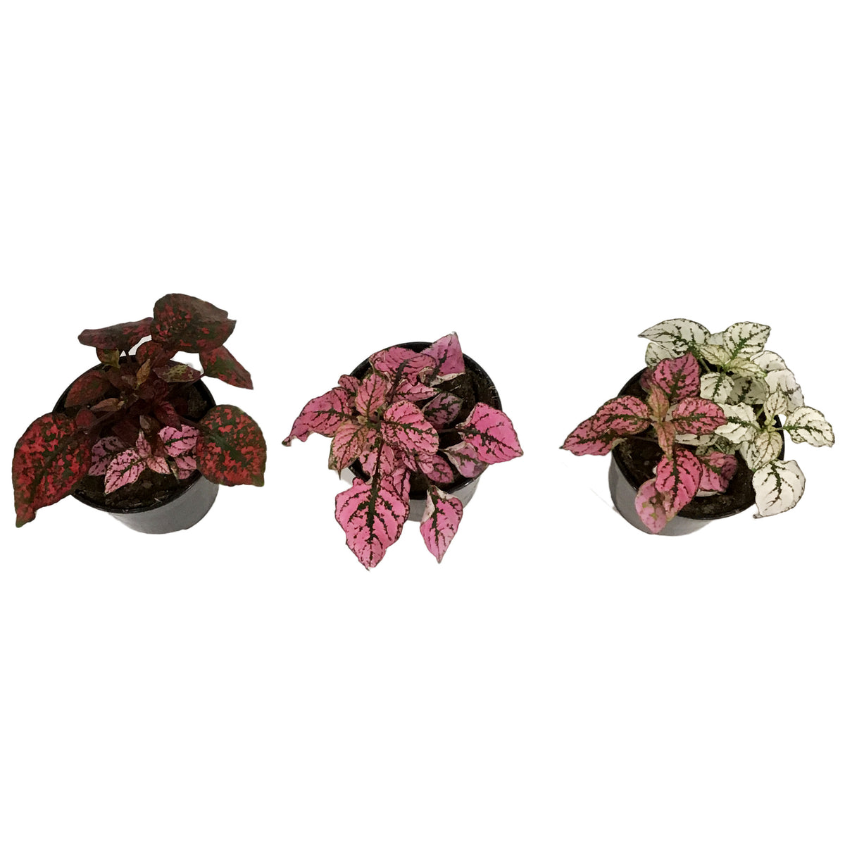 Hypoestes, 4in, Polka Dot Plant