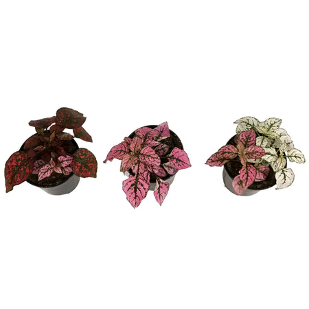 Hypoestes, 4in, Polka Dot Plant
