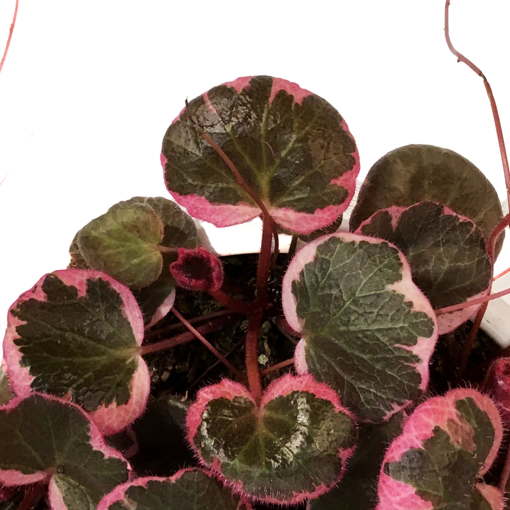 Strawberry Begonia, 7.5in HB, Variegated – Floral Acres Greenhouse