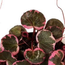 Load image into Gallery viewer, Strawberry Begonia, 7.5in HB, Variegated
