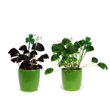 Load image into Gallery viewer, Oxalis St. Patrick&#39;s Planter, 4in, Light Green Pot
