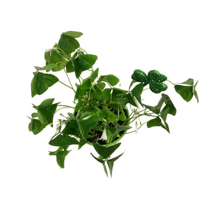Oxalis St. Patrick's Planter, 4in, Light Green Pot