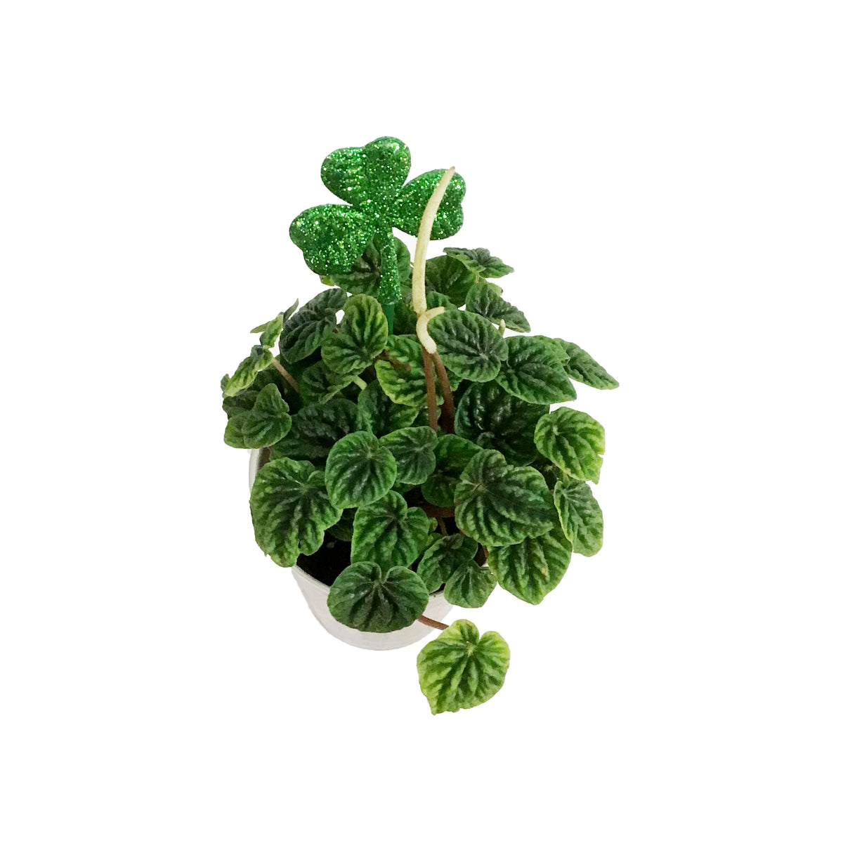 Peperomia St. Patrick's Planter, 4in, Barrel Pot