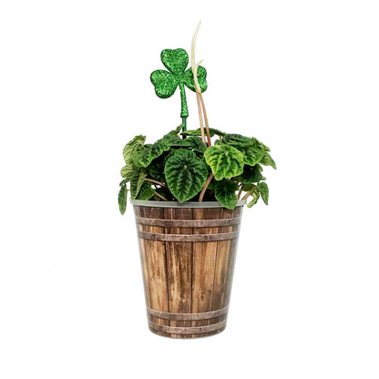 Peperomia St. Patrick's Planter, 4in, Barrel Pot