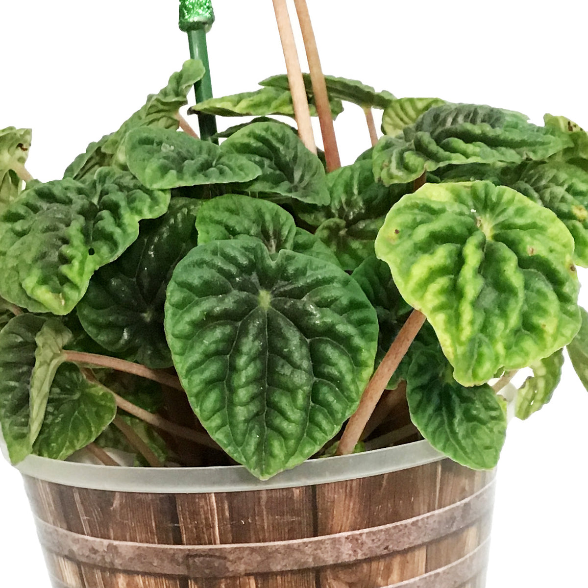 Peperomia St. Patrick's Planter, 4in, Barrel Pot