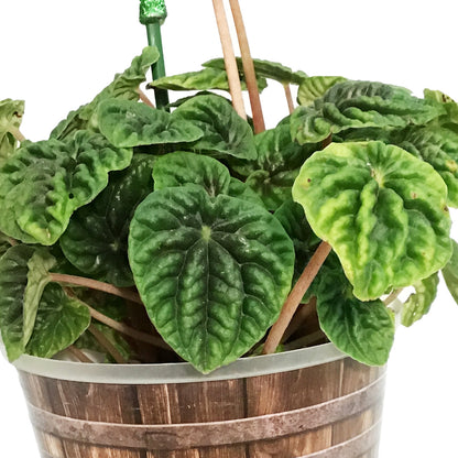 Peperomia St. Patrick's Planter, 4in, Barrel Pot