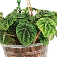 Load image into Gallery viewer, Peperomia St. Patrick&#39;s Planter, 4in, Barrel Pot
