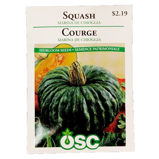 Squash - Marina de Chioggia Seeds, OSC
