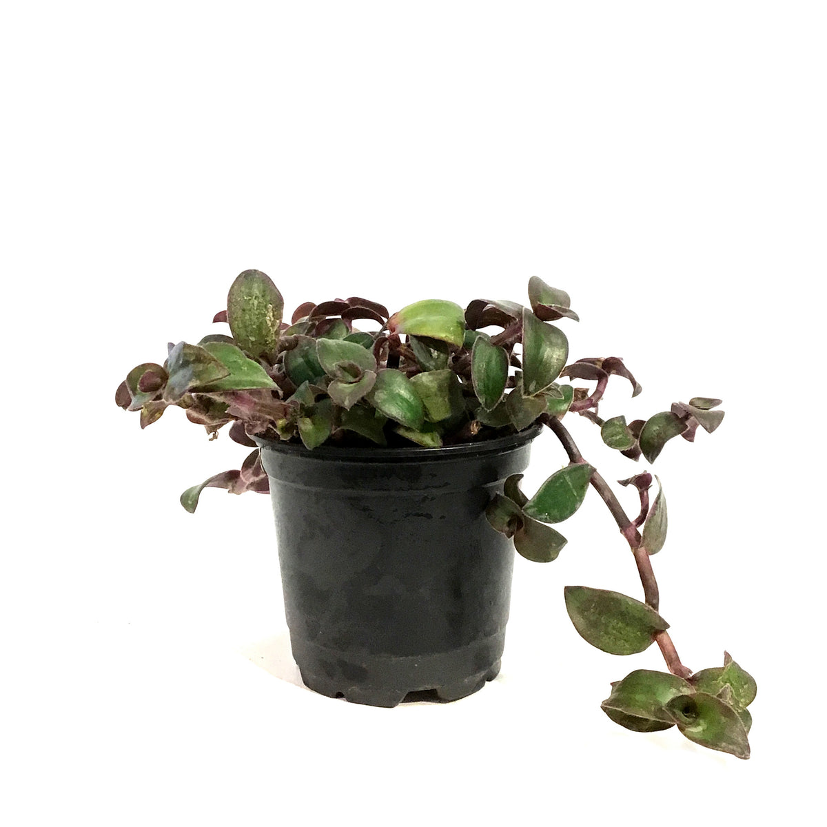 Tradescantia, 4in, Hijau Baru