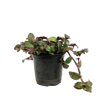 Tradescantia, 4in, Hijau Baru