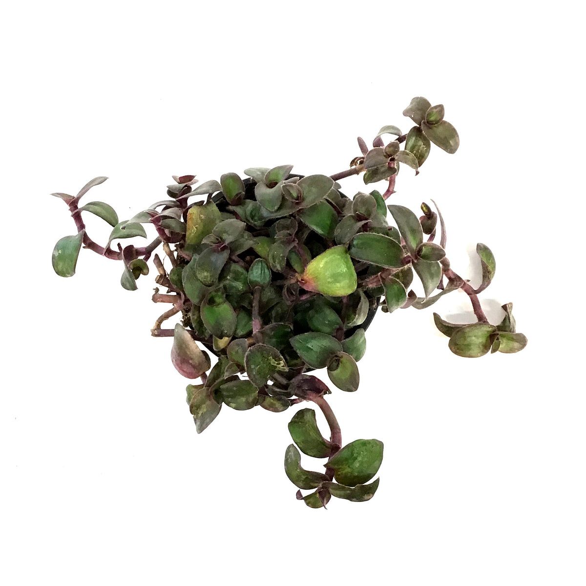 Tradescantia, 4in, Hijau Baru