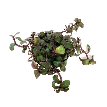 Tradescantia, 4in, Hijau Baru