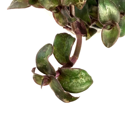 Tradescantia, 4in, Hijau Baru