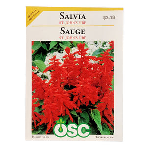 Salvia - St. John's Fire Seeds, OSC