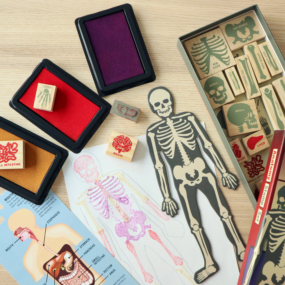 Anatomy Stamps Set