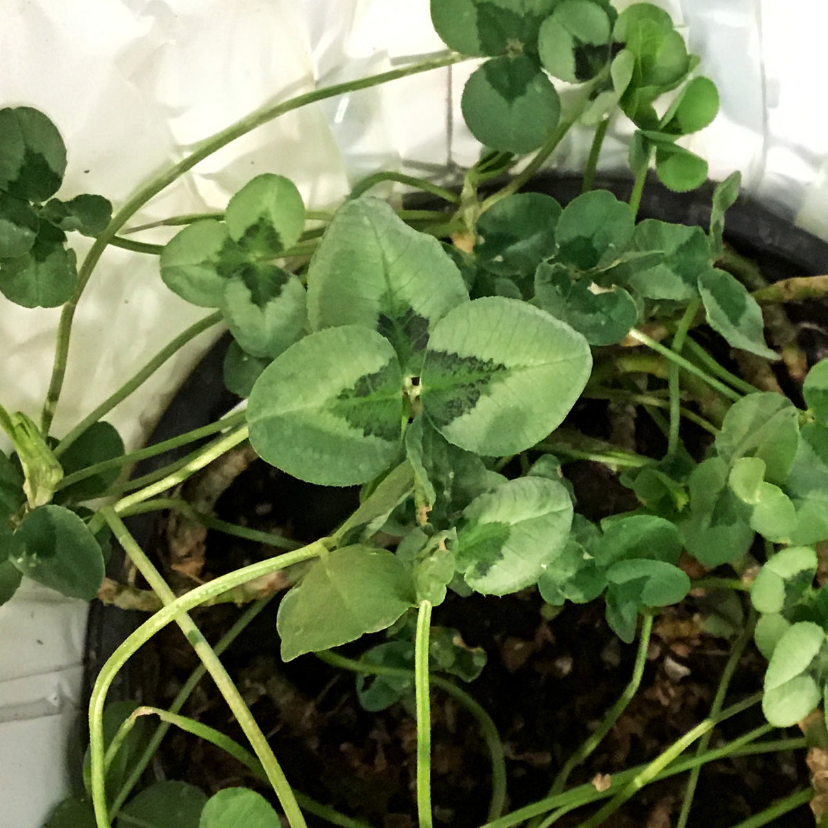 Trifolium 4 Luck® Green Glow