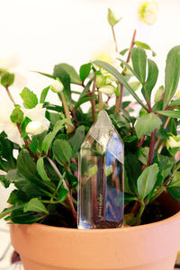 Water From a Crystal Watering Globe